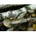 Мицелий Вешенки осенней (Pleurotus salignus)
